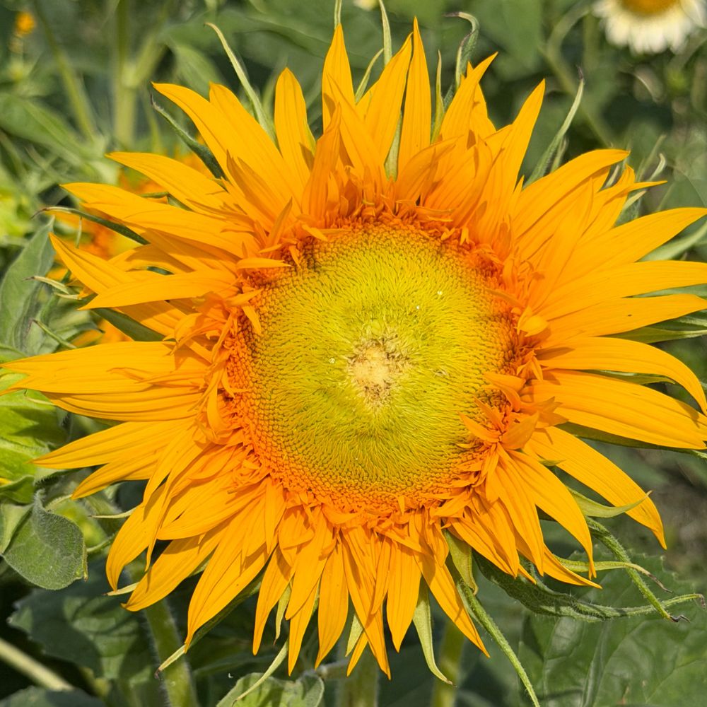 sunflower Sunflower, Just Crazy (F1) – The Gardener's Workshop