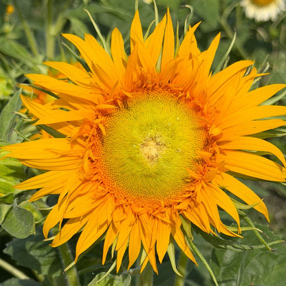 Sunflower, Just Crazy (F1)