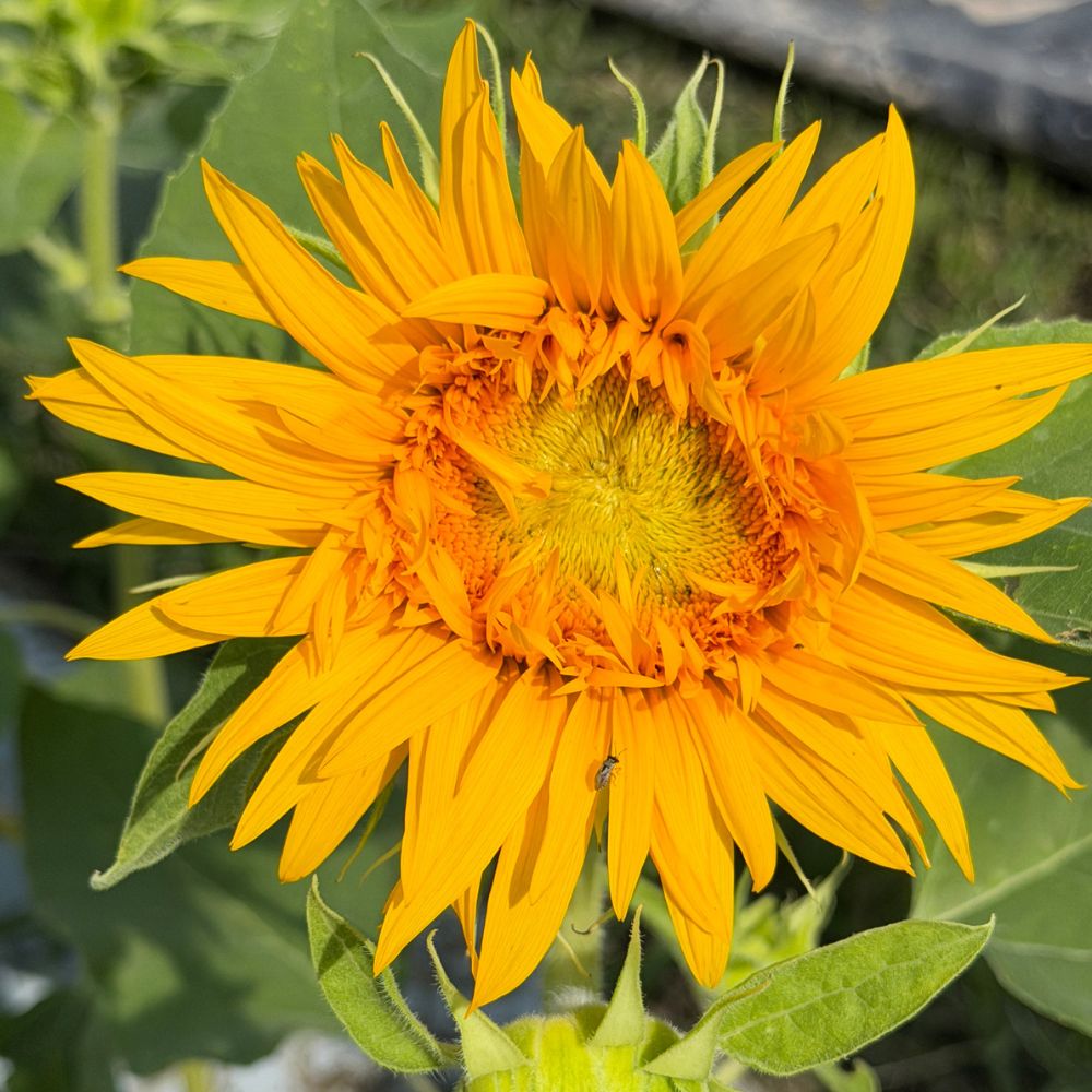Sunflower, Just Crazy (F1)