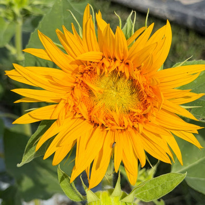 Sunflower, Just Crazy (F1)