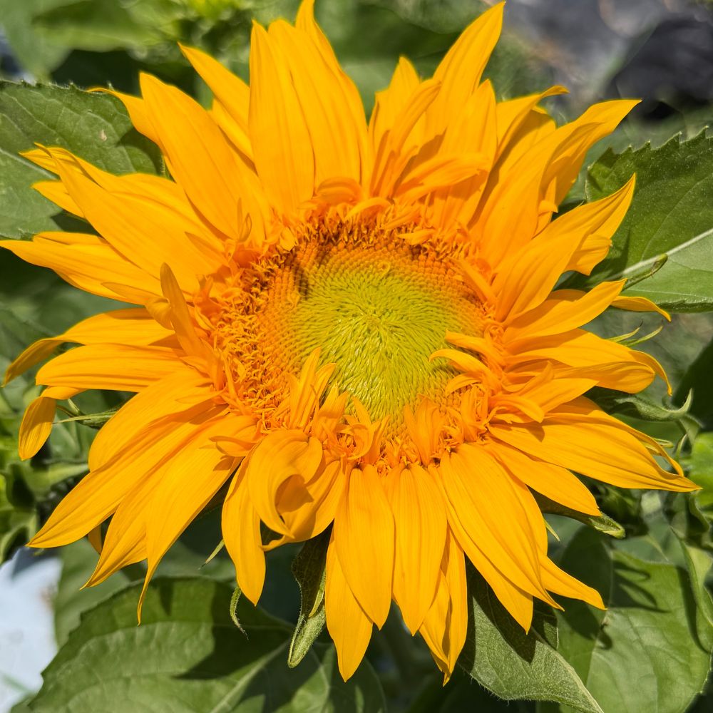 Sunflower, Just Crazy (F1) – The Gardener's Workshop