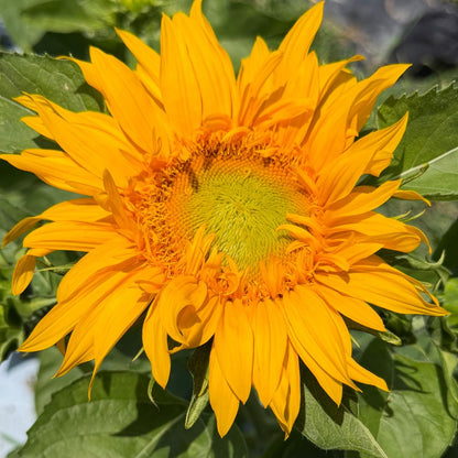 Sunflower, Just Crazy (F1)
