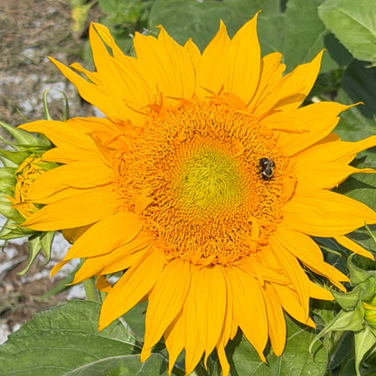 Sunflower, Just Crazy (F1)