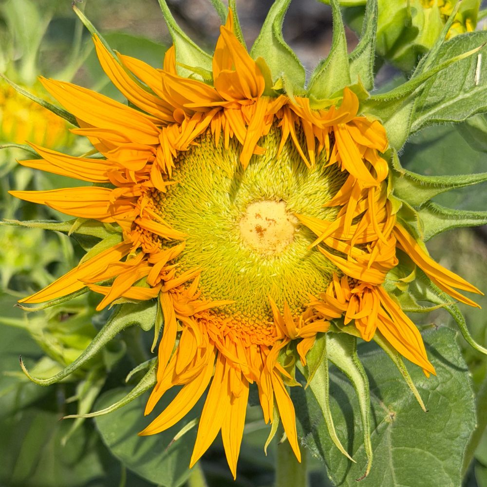 Sunflower, Just Crazy (F1)