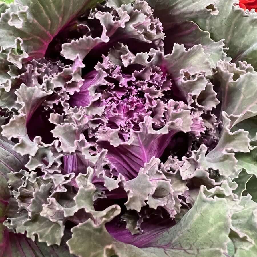 kale red crane