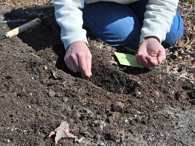 planting seeds online Seed Starting Made Easy Online Mini-Workshop – The Gardener's Workshop
