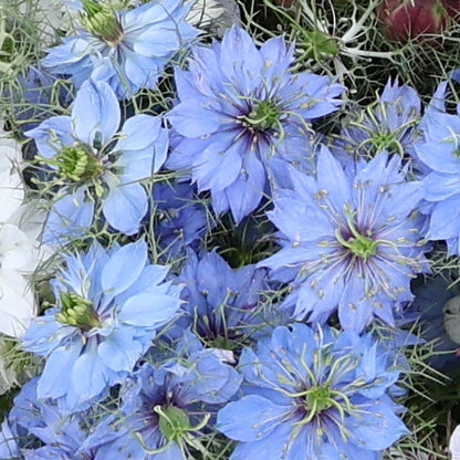 nigella love in a mist light blue