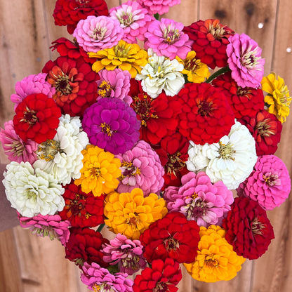 Zinnia, Oklahoma Mix