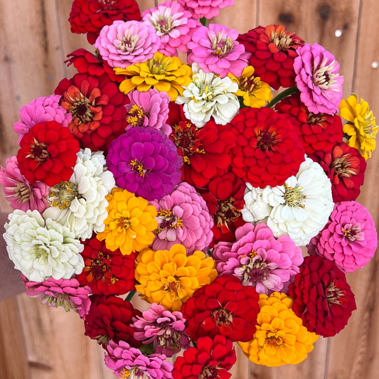 Zinnia, Oklahoma Mix