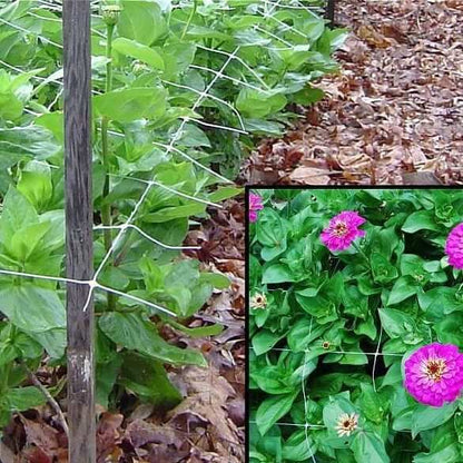net for money plant Plant Support, Flower and Vine Support Netting 20'