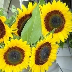 sunbright sunflower