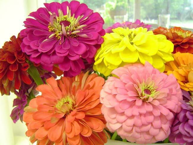 giant zinnia flower seeds Benary’s Giant Zinnia Seed, Mixed Colors 50 Seeds