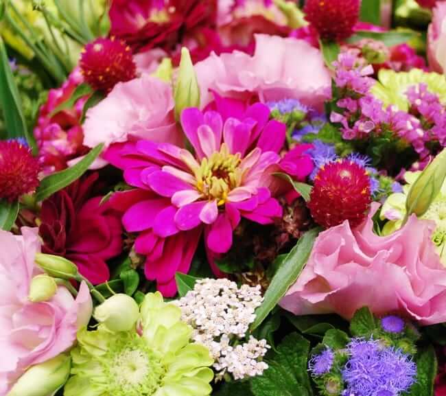 uproar rose zinnia seeds Zinnia, Uproar Rose 15 Seeds