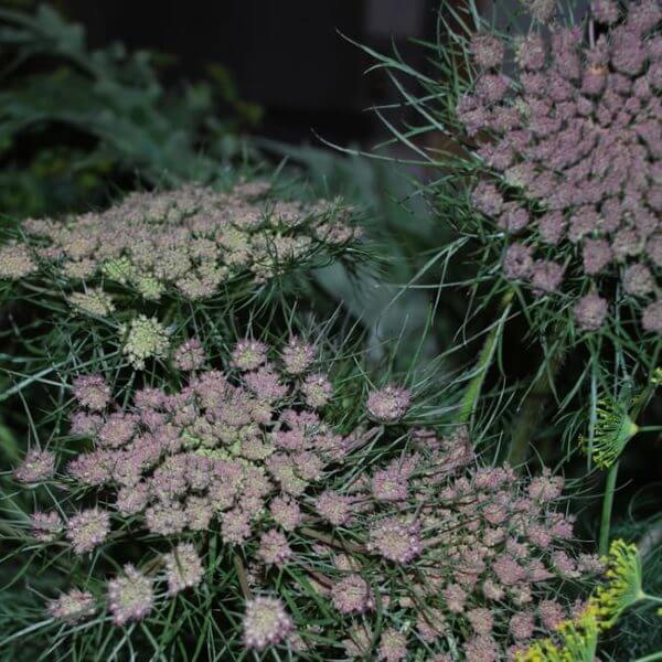 false queen annes lace