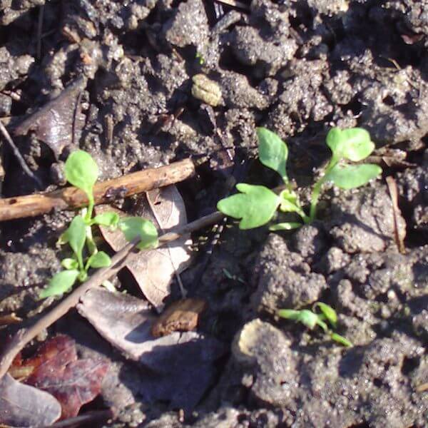 poppy seedling for web