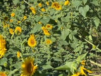 Cover Crop Seed, Peredovik Black Sunflower