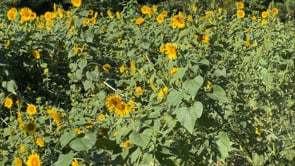 Cover Crop Seed, Peredovik Black Sunflower