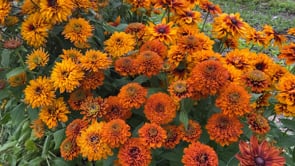 Black-Eyed Susan, Cherokee Sunset