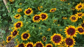 Black-Eyed Susan, Denver Daisy