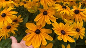 Black-Eyed Susan, Indian Summer