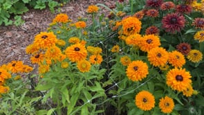 Black-Eyed Susan, Goldilocks