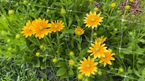 Black-Eyed Susan, Prairie Sun