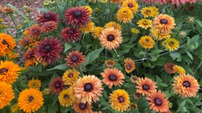 Black-Eyed Susan, Sahara