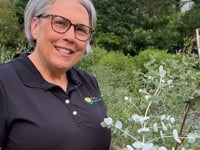 Eucalyptus Silver Drop