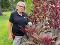 Amaranth, Autumn's Touch