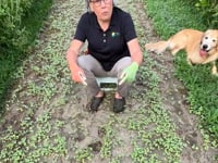 Cover Crop Seed, Peredovik Black Sunflower