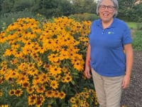 Black-Eyed Susan, Indian Summer