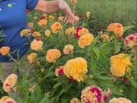 Celosia, Cockscomb, Kurume Corona