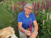 Celosia, Plume, Texas Plumes Mix