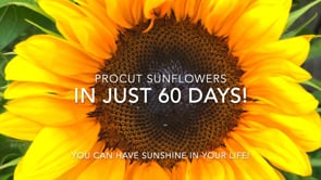 Sunflower, ProCut® Peach – The Gardener's Workshop