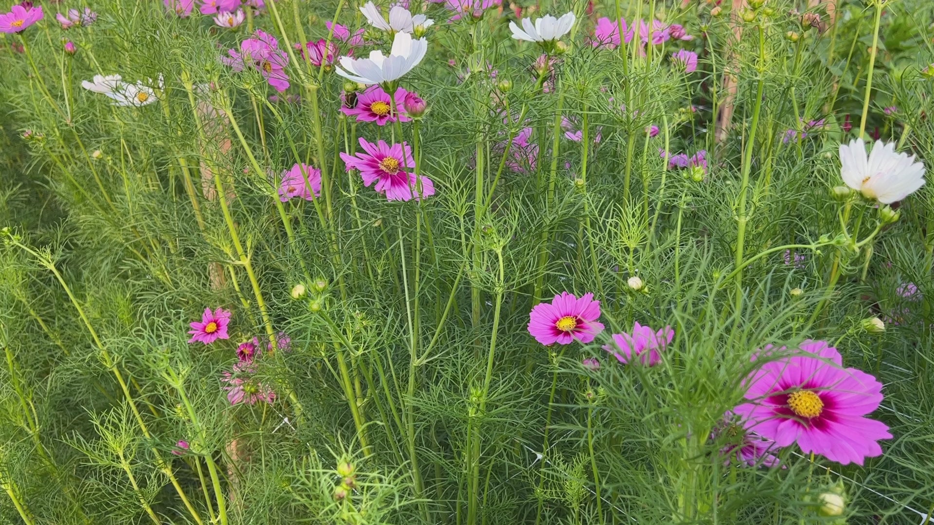 Cosmos, Sensation Mix – The Gardener's Workshop