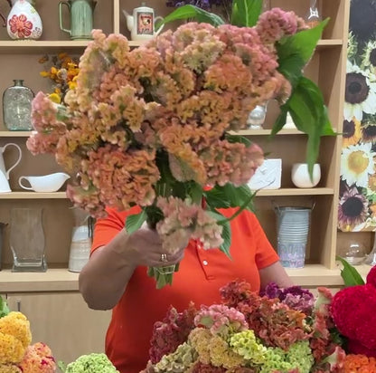 Celosia, Cockscomb, Crystal Beauty