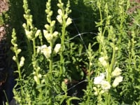 Snapdragon, Opus Mix