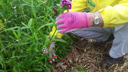 Sweet William, Amazon Rose Magic