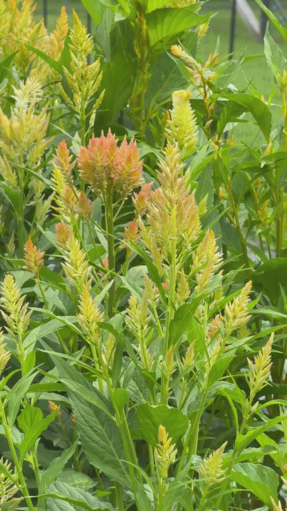 Celosia, Plume, Shimmer