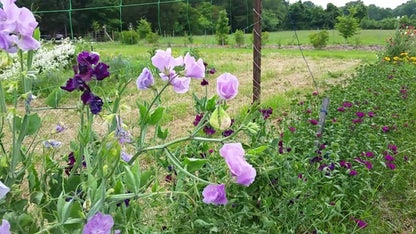 Sweet Pea, Royal Mix