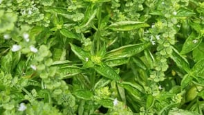 Basil, Lemon and Cinnamon Bouquet Mix