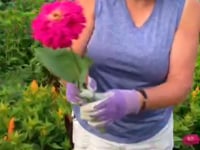 Zinnia, Benary's Giant Carmine