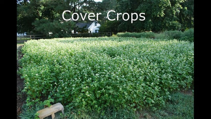 Cover Crop Seed, Organic Crimson Clover*