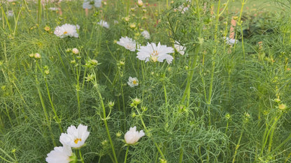 Cosmos, Fizzy White