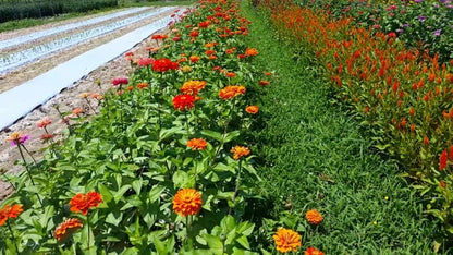 Zinnia, Benary's Giant Mix