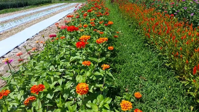 uproar rose zinnia seeds Zinnia, Uproar™ Rose – The Gardener's Workshop