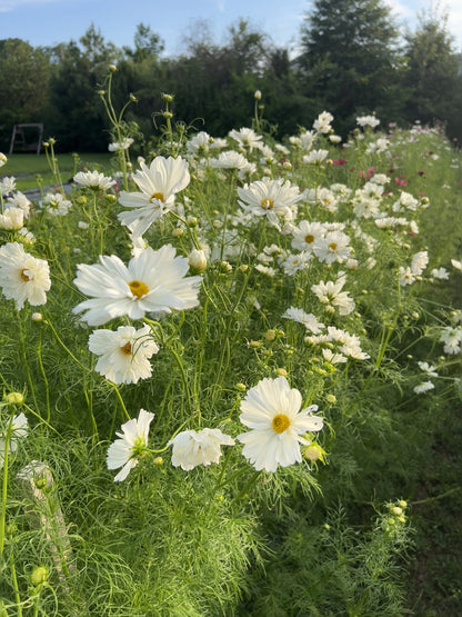 Cosmos, Fizzy White