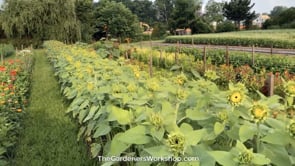 Sunflower, TGW ProCut Bouquet Mix