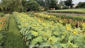 Sunflower, TGW ProCut® Fall Medley Mix – The Gardener's Workshop
