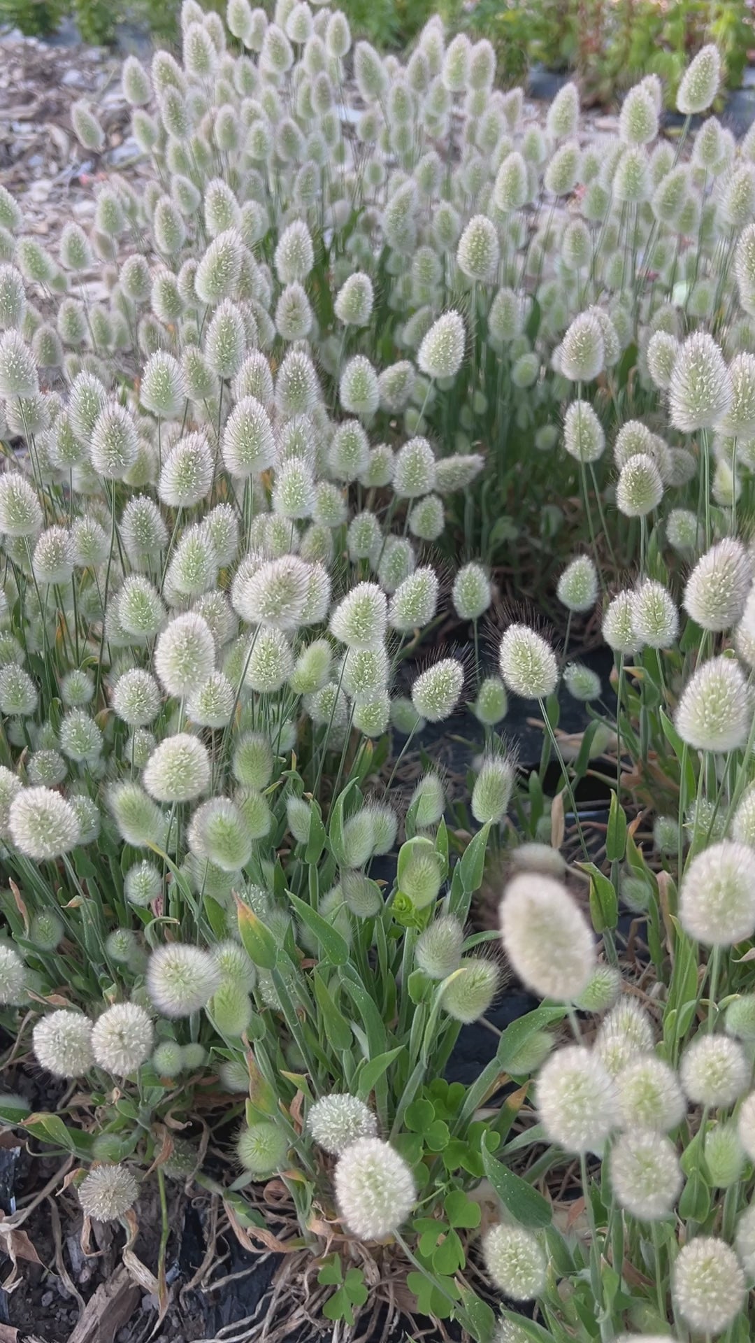 The Gardener's Workshop Bunny Tails Grass - Thumbnail 4